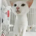 【里親さん決定】真っ白な猫(仮)お絹さん♀︎