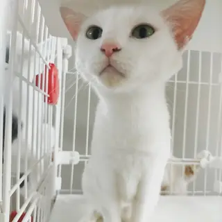 【里親さん決定】真っ白な猫(仮)お絹さん♀︎