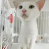 【里親さん決定】真っ白な猫(仮)お絹さん♀︎ サムネイル1