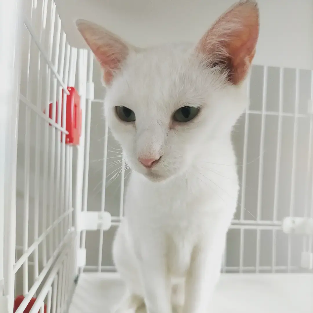 【里親さん決定】真っ白な猫(仮)お絹さん♀︎ サムネイル2