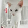 【里親さん決定】真っ白な猫(仮)お絹さん♀︎ サムネイル2