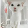 【里親さん決定】真っ白な猫(仮)お絹さん♀︎ サムネイル3
