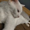 【里親さん決定】真っ白な猫(仮)お絹さん♀︎ サムネイル6