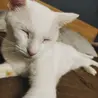 【里親さん決定】真っ白な猫(仮)お絹さん♀︎ サムネイル5