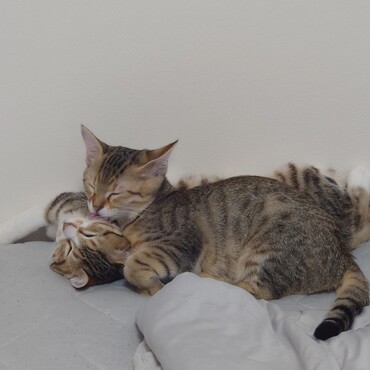 いつも仲良く遊んでいます。