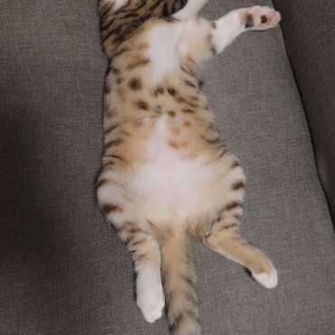 ねこです。まだ子猫です。貫禄があります。