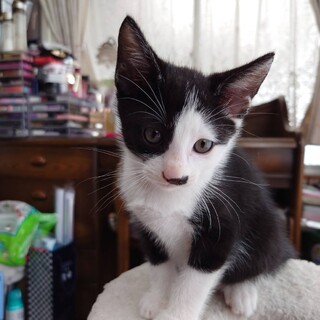 7月10日に産まれた仔猫