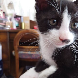 7月10日に産まれた仔猫