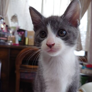 7月10日に産まれた仔猫