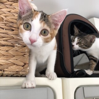 ミケとキジシロ姉妹一緒にお願いします❗️