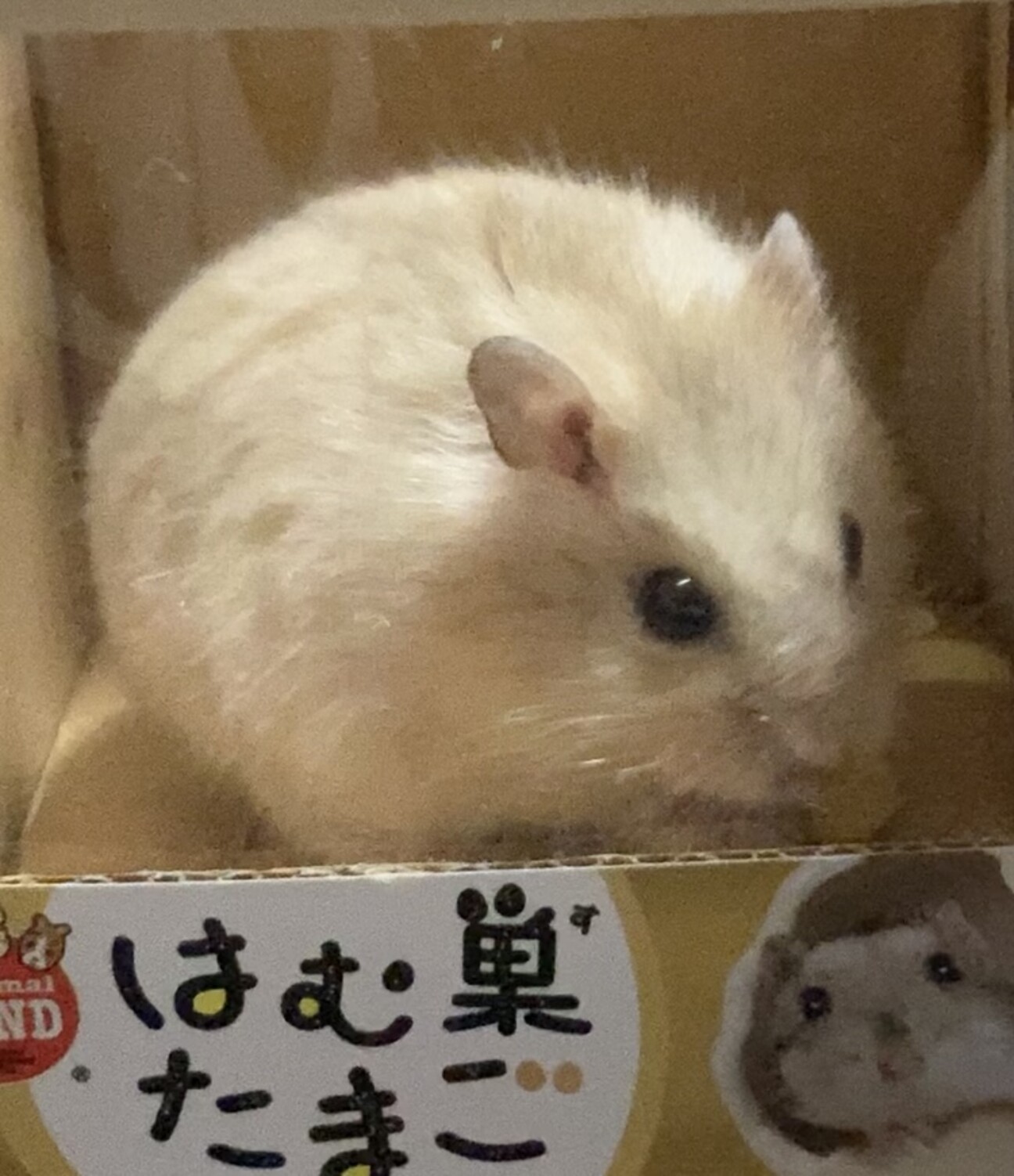 ジャンガリアンプディング 山形県 小動物の里親募集 ペットのおうち 月間利用者150万人