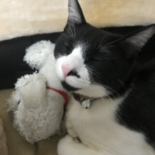 とっても人懐っこいぴーちゃん