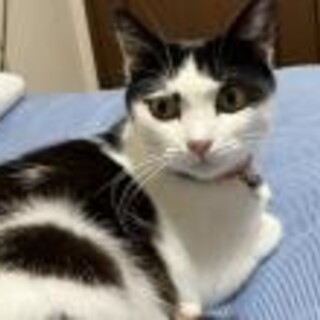 甘えん坊でツンデレのナナちゃん