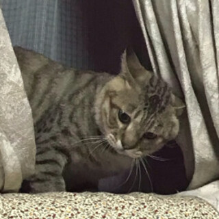 とっても甘えん坊のキジ猫ちゃん