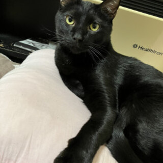 甘えん坊で添い寝大好きクロネコえるちゃん