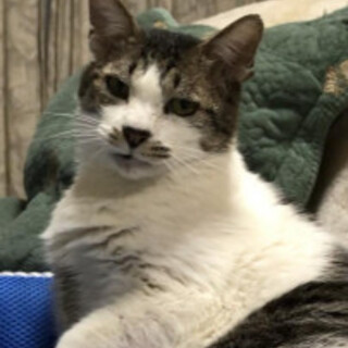 いかつい顔でとっても甘えん坊のにーに