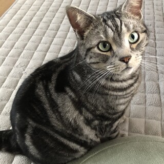 アメリカンショートヘアーの男の子です。