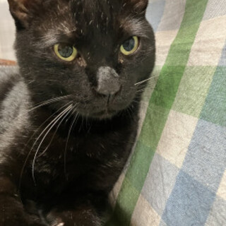 甘えん坊でとても面倒見のいい、くっぴちゃん