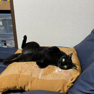 ぷっくり丸顔のジジちゃん