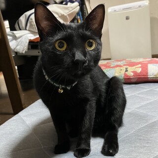 甘えん坊で抱っこ大好きじゃじゃちゃん