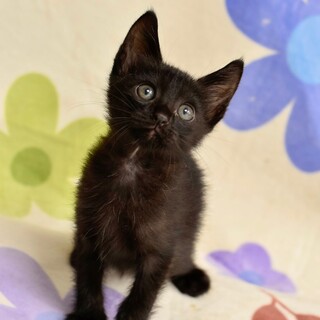 クロ子猫ミドリちゃん！