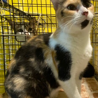 三毛猫の女の子