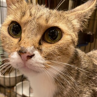 6月22日に出産したママ猫