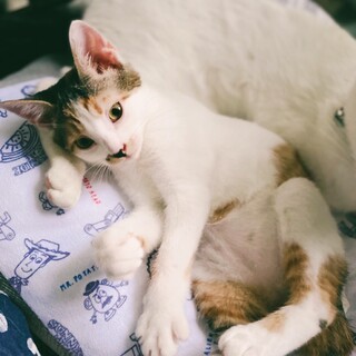 10/2西千葉ෆ⃛好奇心旺盛ですෆ⃛たまちゃん