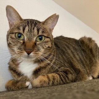 ラビットテールが可愛い【ジュリ】