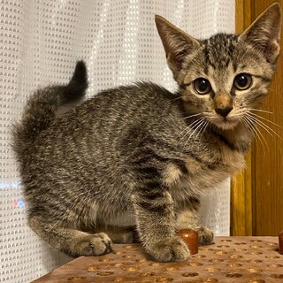 6月22日産まれのキジトラの男の子