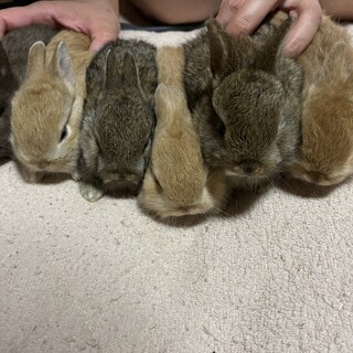 ネザーランドの赤ちゃん1２羽