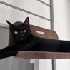 幸運のカギしっぽを待つ黒猫びわちゃん サムネイル2