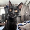 幸運のカギしっぽを待つ黒猫びわちゃん サムネイル3