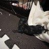 幸運のカギしっぽを待つ黒猫びわちゃん サムネイル6