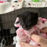 幸運のカギしっぽを待つ黒猫びわちゃん サムネイル7