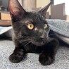 ５匹兄妹唯一の男子せりちゃん サムネイル3