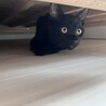 ５匹兄妹唯一の男子せりちゃん サムネイル4