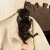 ５匹兄妹唯一の男子せりちゃん サムネイル6
