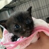 ５匹兄妹唯一の男子せりちゃん サムネイル7