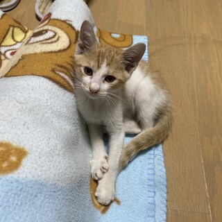 ママ猫を探して鳴いていた茶白つくし君