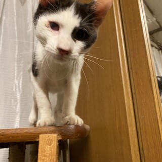 白黒の6ヶ月くらいの男の子