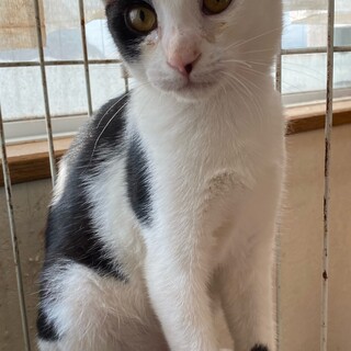 白黒の5ヶ月くらいの女の子