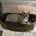 ももちゃん、とても美人さんです