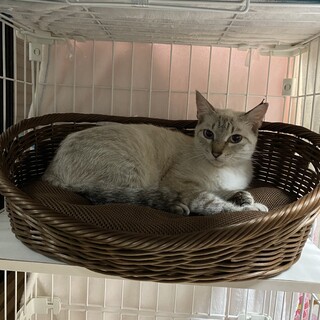 ももちゃん、とても美人さんです