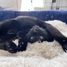 ５匹兄妹一番ちっちゃかった、らいちちゃん サムネイル5