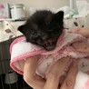 ５匹兄妹一番ちっちゃかった、らいちちゃん サムネイル7