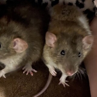 2匹緊急。できれば日曜日にお引き取り可能な方