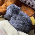 ロップイヤー