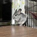 チンチラ♀１歳