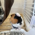 モルモット♀２歳